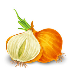 Onion Isolated On White