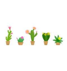 Set Of Of Blooming Cactuses