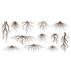 Various Brown Tree Or Shrub Roots Parts Of Plant