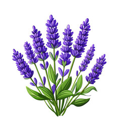 Beautiful Lavender Herb