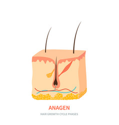 Anagen Hair Growth Phase In A Skin Cross Section