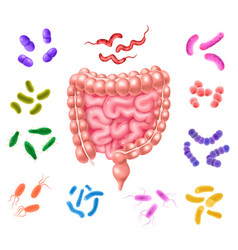 Human Colon Bacterial Flora Set