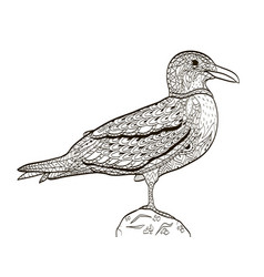 Bird Seagull Coloring Book For Adults