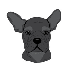 Cute Dog Muzzle Of Frenchie Buldog With Bunny