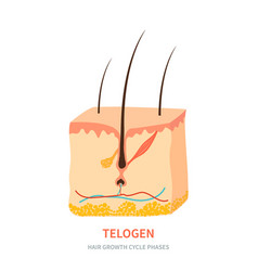 Telogen Hair Growth Phase In A Skin Cross Section