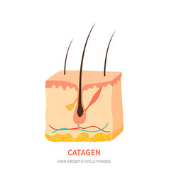 Catagen Hair Growth Phase In A Skin Cross Section