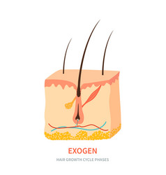 Exogen Hair Growth Phase In A Skin Cross Section