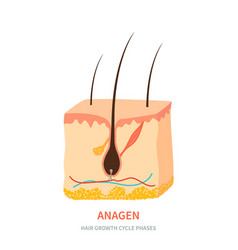 Anagen Hair Growth Phase In A Skin Cross Section