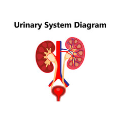 Anatomy Of The Human Urinary System