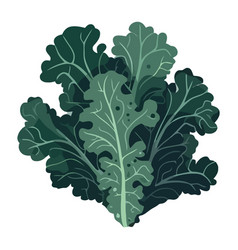 Fresh Kale Meal Organic Vegetable