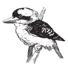 Kookaburra Vintage