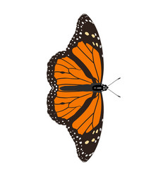 Danaus Cleophile - Jamaican Monarch - Male