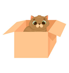 Funny Cat Sit In Cardboard Box Cartoon Pet