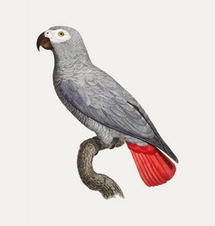 Congo Grey Parrot