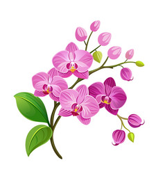 Flower Exotic Pink Orchid Branch