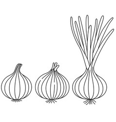 Set Of Onion Isolated Coloring Page For Kids