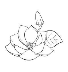 Lotus Flower Hand Drawn Contour Water Lilia