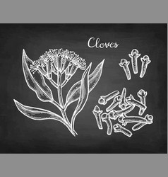 Clove Herb Chalk Sketch