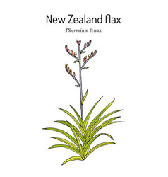 New Zealand Flax Phormium Tenax Medicinal Plant