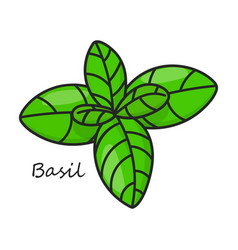 Basil Icon Color Isolated On White