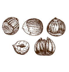 Hazelnut Hand Set Of Hazelnuts Icons