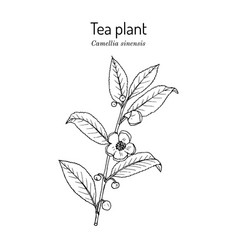 Tea Plant Camellia Sinensis