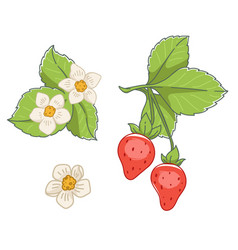 Fragaria Flowers And Ripe Strawberry With Leaves