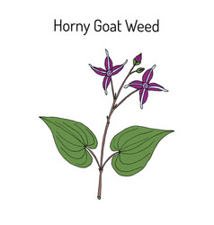 Horny Goat Weed Epimedium Sagittarius Medicinal