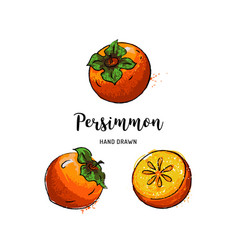 Persimmon Fruit Graphic Drawing Watercolor