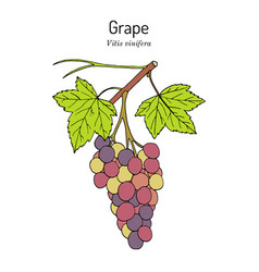 Grape Vitis Vinifera Branch With Leaves