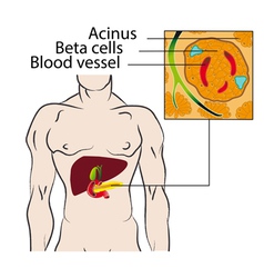 Insulin From The Beta Cells Of Pancreas