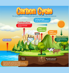 Carbon Cycle Diagram For Science Education