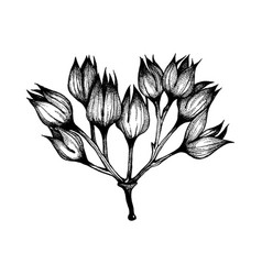 Handdrawn Botaical Element Flower Drawing