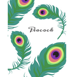 Green Peacock Feathers On White Card