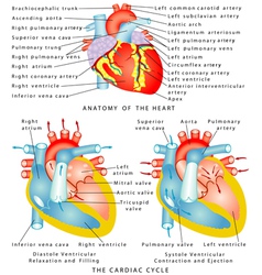 Cardiovascular system Royalty Free Vector Image