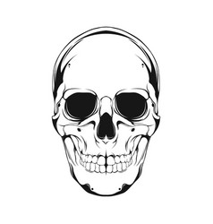 Human Skull Line Art