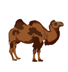 Standing Bactrian Camel