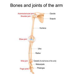 Bones And Joints Of The Arm Forearm And Hand