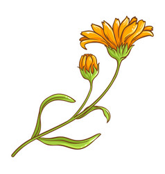 Calendula Plant Colored Detailed