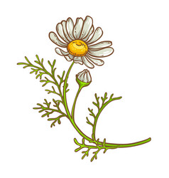 Chamomile Plant Colored Detailed