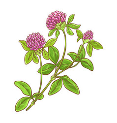 Clover Plant Colored Detailed