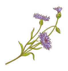 Cornflower Plant Colored Detailed