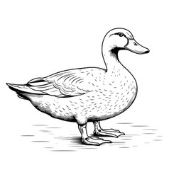 Cute Duck Standing Sketch Hand Drawn