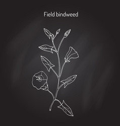 Field Bindweed Convolvulus Arvensis