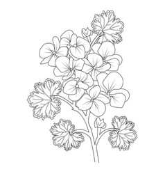 Botanical Geranium Drawing Geranium Art