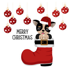 Cute Chihuahua Santa Claus Dog With Christmas