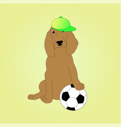 A Spaniel Dog With Soccer Ball