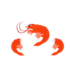 Image Of Prawn