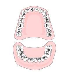 Teeth Numbering