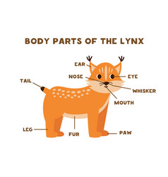 Body Parts Of The Cute Lynx Scheme For Children